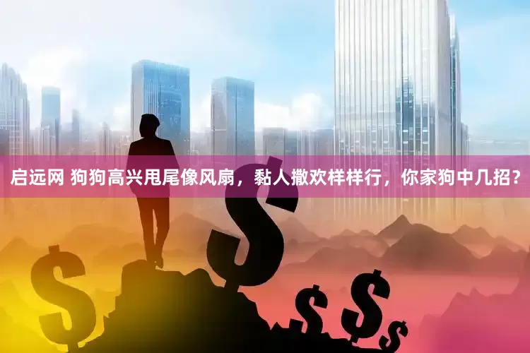 启远网 狗狗高兴甩尾像风扇，黏人撒欢样样行，你家狗中几招？